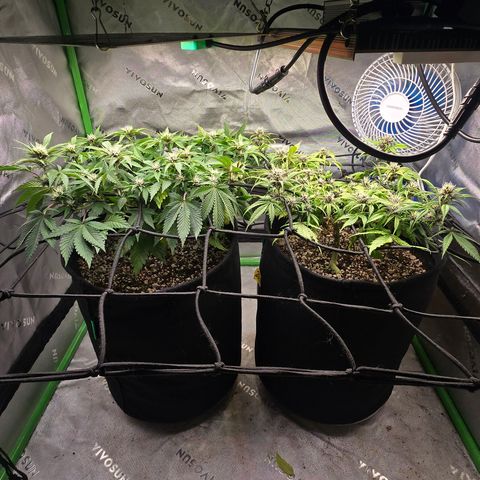 Purple Kush #2 growlog timeline photo