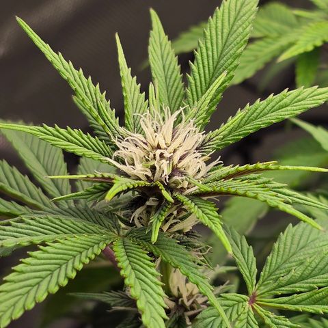 Purple Kush #2 growlog timeline photo