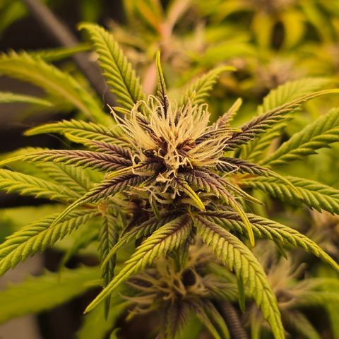 Purple Kush #1 growlog timeline photo