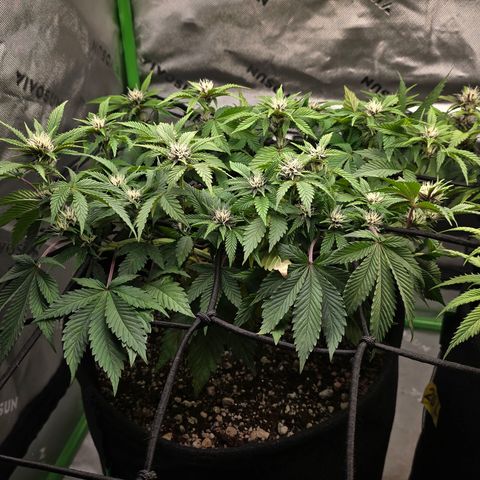 Purple Kush #2 growlog timeline photo