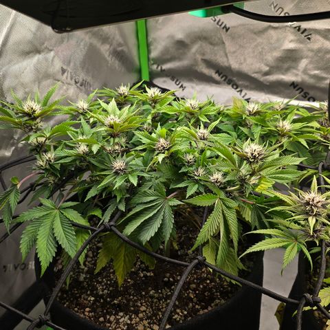 Purple Kush #2 growlog timeline photo