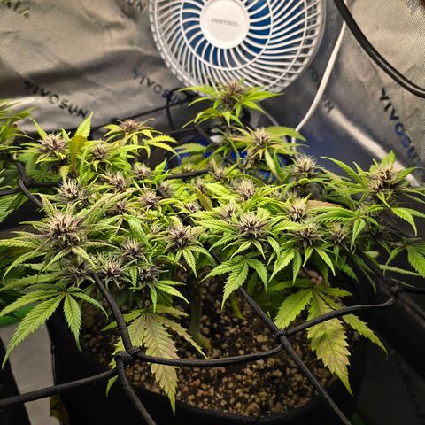 Purple Kush #1 growlog timeline photo