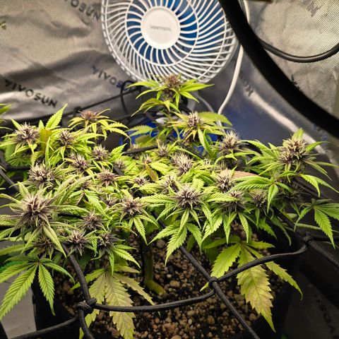 Purple Kush #1 growlog timeline photo