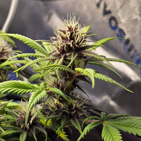 Purple Kush #1 growlog timeline photo