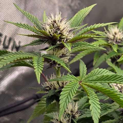 Purple Kush #2 growlog timeline photo