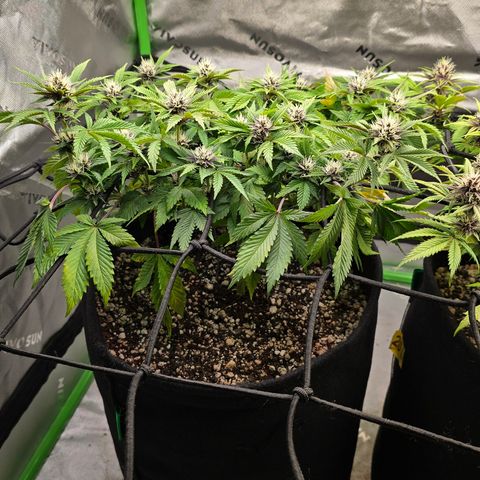 Purple Kush #2 growlog timeline photo