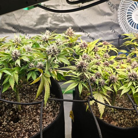 Purple Kush #1 growlog timeline photo