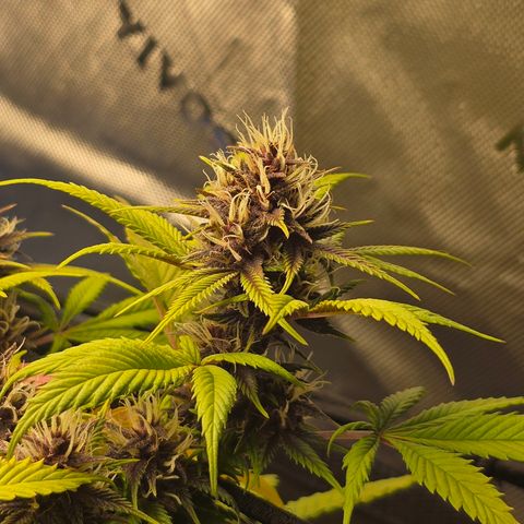 Purple Kush #1 growlog timeline photo