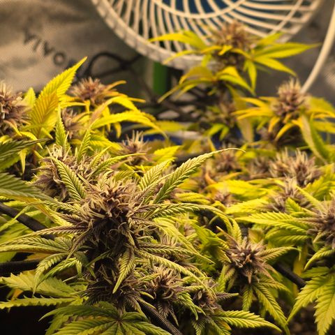 Purple Kush #1 growlog timeline photo