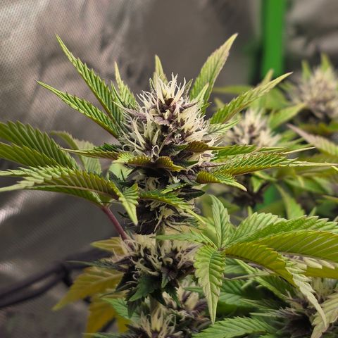 Purple Kush #2 growlog timeline photo