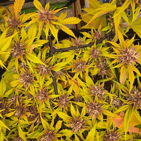Purple Kush #1 growlog timeline photo