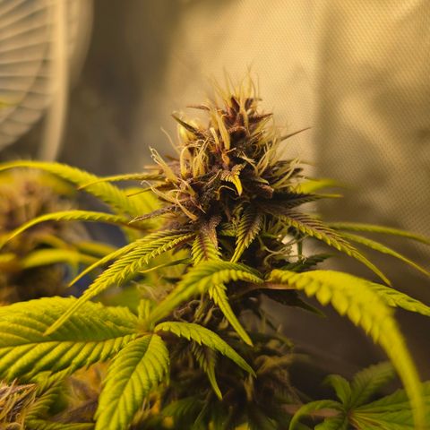 Purple Kush #1 growlog timeline photo