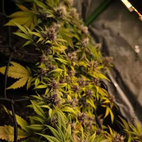 Purple Kush #1 growlog timeline photo