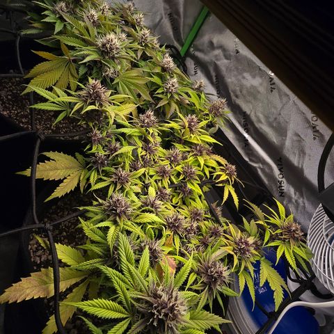 Purple Kush #2 growlog timeline photo