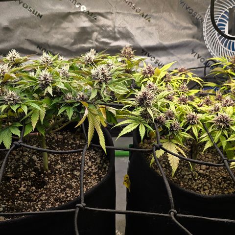 Purple Kush #2 growlog timeline photo