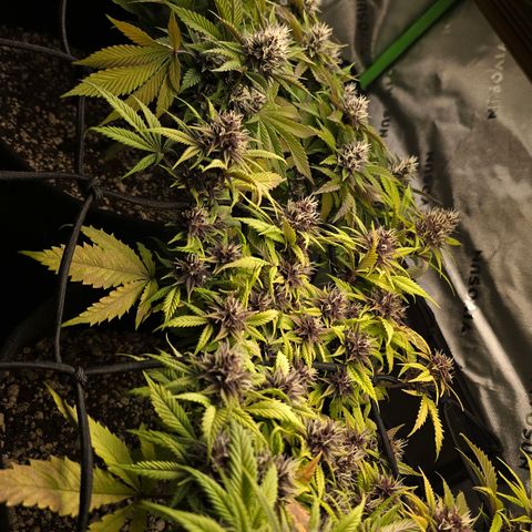 Purple Kush #2 growlog timeline photo