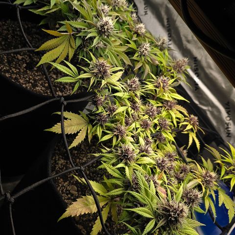 Purple Kush #2 growlog timeline photo