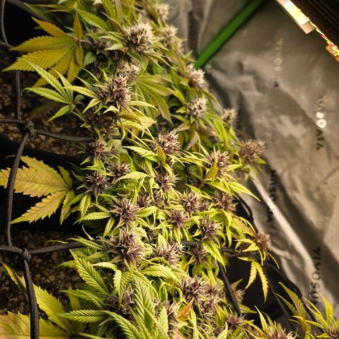 Purple Kush #2 growlog timeline photo