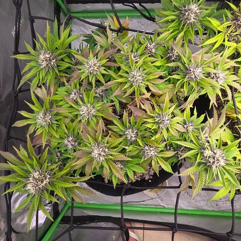 Purple Kush #2 growlog timeline photo