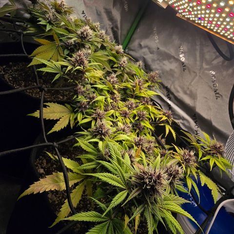 Purple Kush #2 growlog timeline photo