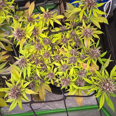 Purple Kush #1 growlog timeline photo