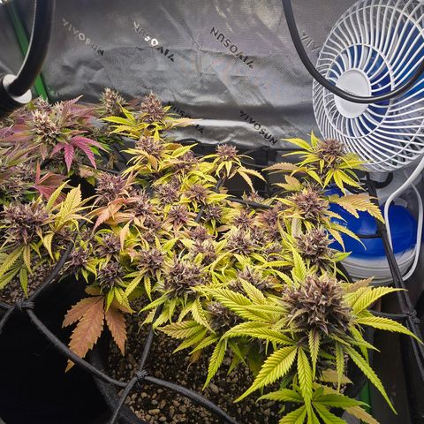 Purple Kush #1 growlog timeline photo