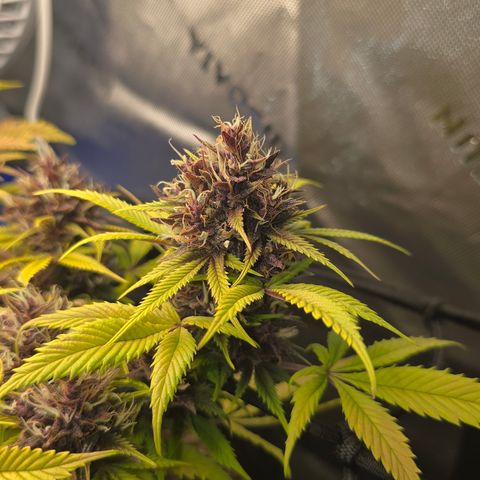 Purple Kush #1 growlog timeline photo