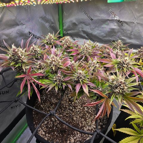 Purple Kush #2 growlog timeline photo