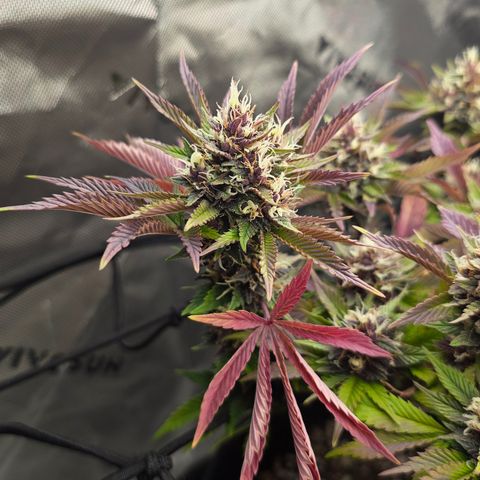 Purple Kush #2 growlog timeline photo