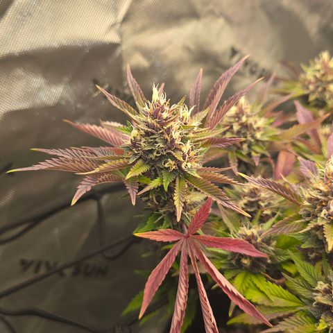 Purple Kush #2 growlog timeline photo