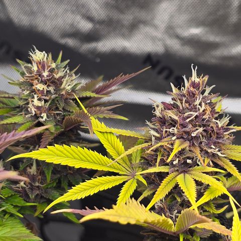Purple Kush #2 growlog timeline photo