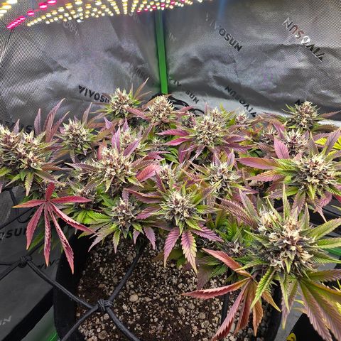 Purple Kush #2 growlog timeline photo