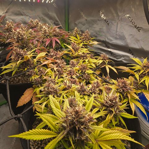 Purple Kush #2 growlog timeline photo