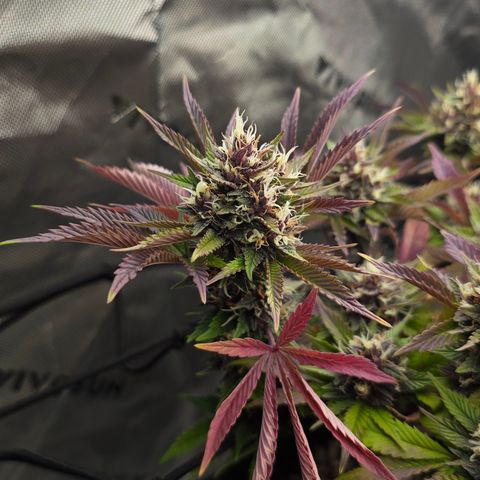 Purple Kush #2 growlog timeline photo
