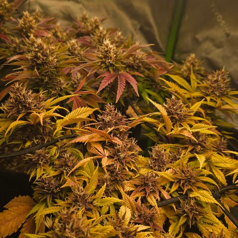 Purple Kush #2 growlog timeline photo