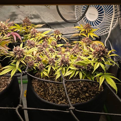 Purple Kush #1 growlog timeline photo