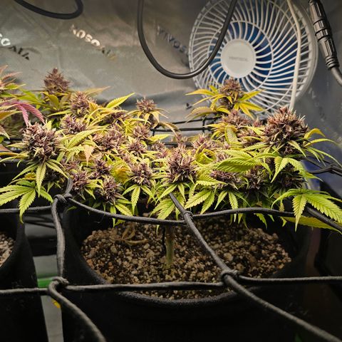 Purple Kush #1 growlog timeline photo