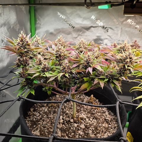 Purple Kush #2 growlog timeline photo