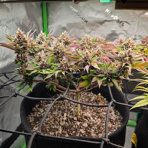 Purple Kush #2 growlog timeline photo