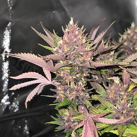 Purple Kush #2 growlog timeline photo