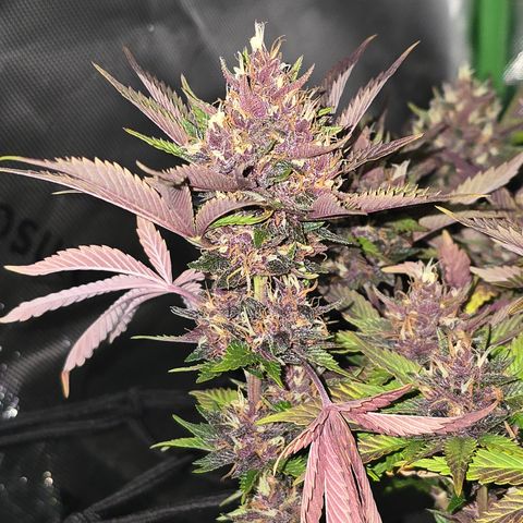 Purple Kush #2 growlog timeline photo