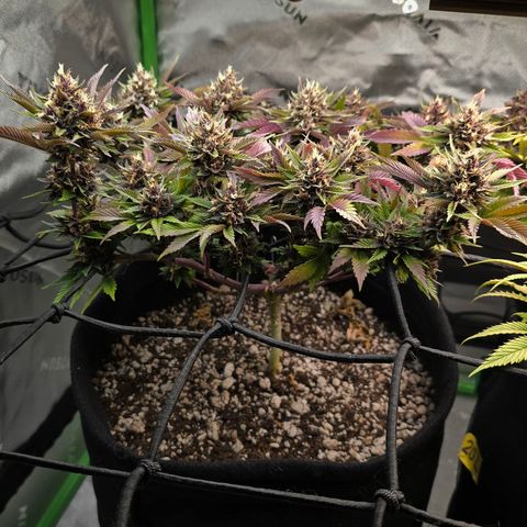 Purple Kush #2 growlog timeline photo