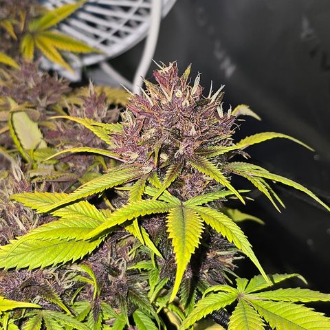 Purple Kush #1 growlog timeline photo