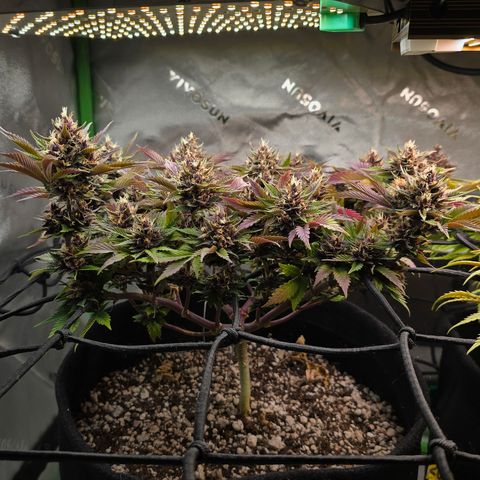 Purple Kush #2 growlog timeline photo