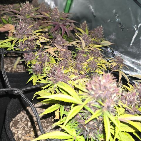Purple Kush #1 growlog timeline photo
