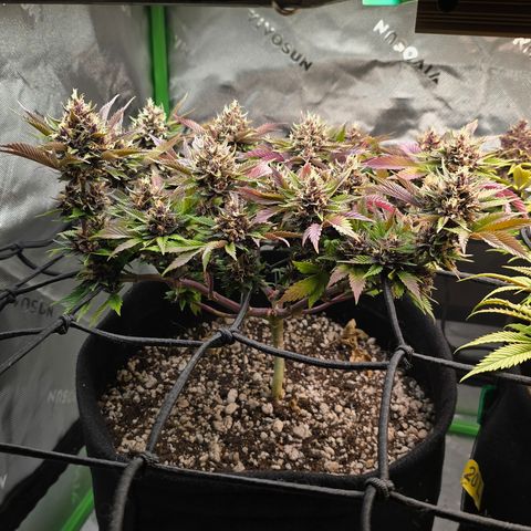 Purple Kush #2 growlog timeline photo