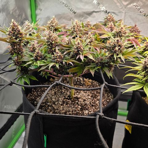 Purple Kush #2 growlog timeline photo