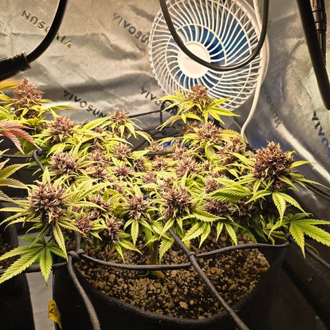 Purple Kush #1 growlog timeline photo