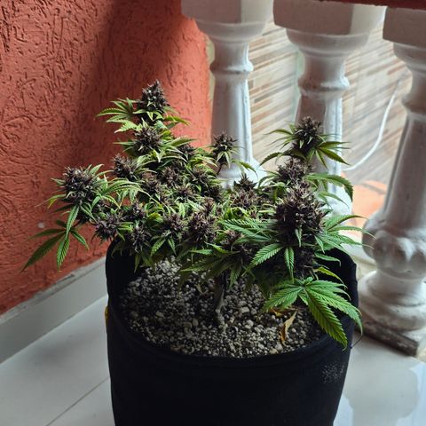 Purple Kush #1 growlog timeline photo