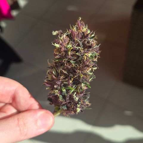 Purple Kush #1 growlog timeline photo